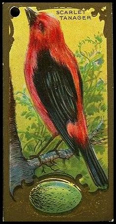 22 Scarlet Tanager